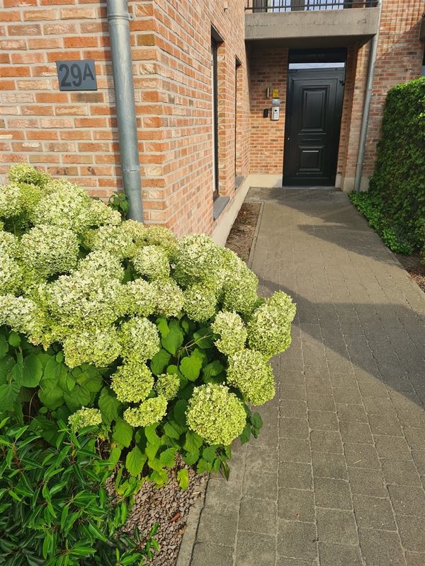 Foto 3 : Appartement te 2220 HALLAAR (België) - Prijs € 810