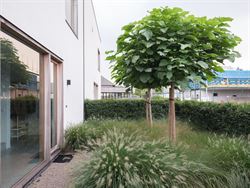 Deze recent gebouwde BEN-woning (E-peil ≤ 20) combineert hedendaagse architectuur met een topafwerking en een energiezuinig karakter. Gelegen op de ...