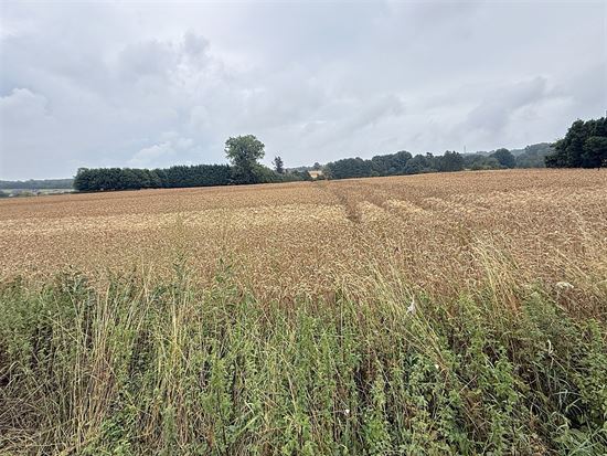 Terrain à bâtir